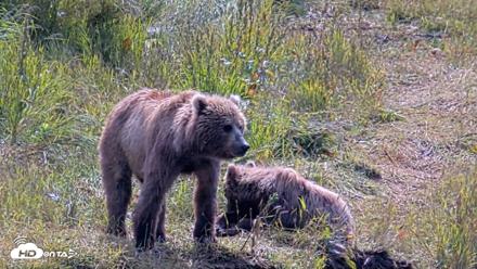 Kodiak Alaska Brown Bears Live Webcam - Aug 1, 2026, 12:01pm AKDT