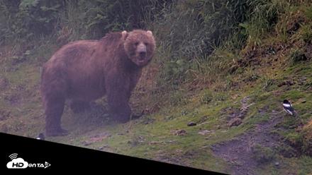 Kodiak Alaska Brown Bears Live Webcam - Jul 22, 2026, 6:47am AKDT