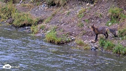 Kodiak Alaska Brown Bears Live Webcam - Aug 15, 2026, 11:26am AKDT