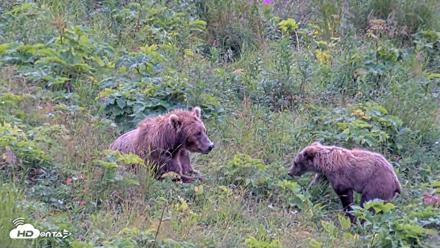 Kodiak Alaska Brown Bears Live Webcam - Aug 10, 2026, 12:03pm AKDT