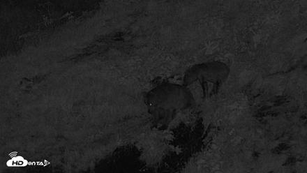 Kodiak Alaska Brown Bears Live Webcam - Aug 10, 2026, 12:27am AKDT