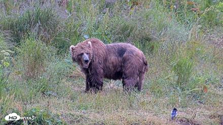 Kodiak Alaska Brown Bears Live Webcam - Aug 2, 2026, 8:54pm AKDT