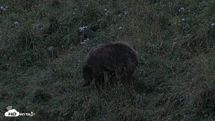 Kodiak Alaska Brown Bears Live Webcam - Aug 17, 2026, 9:46pm AKDT