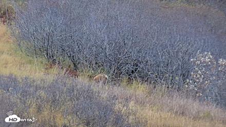 Kodiak Alaska Brown Bears Live Webcam - Oct 21, 2026, 4:26pm AKDT