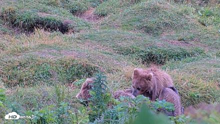 Kodiak Alaska Brown Bears Live Webcam - Aug 13, 2026, 11:17am AKDT