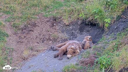 Kodiak Alaska Brown Bears Live Webcam - Aug 1, 2026, 9:04pm AKDT