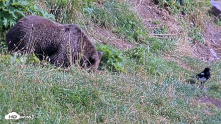 Kodiak Alaska Brown Bears Live Webcam - Aug 23, 2026, 4:44pm AKDT