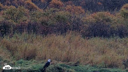Kodiak Alaska Brown Bears Live Webcam - Oct 5, 2026, 9:36am AKDT