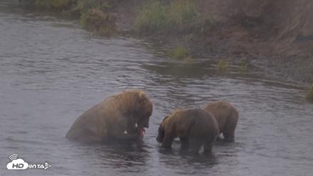 Kodiak Alaska Brown Bears Live Webcam - Aug 13, 2026, 4:56pm AKDT