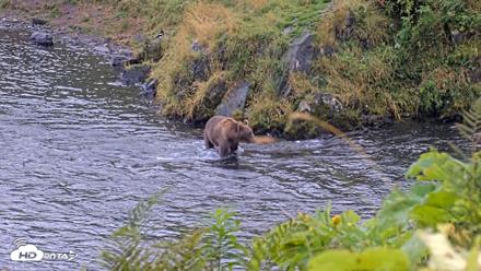 Kodiak Alaska Brown Bears Live Webcam - Aug 22, 2026, 6:37pm AKDT