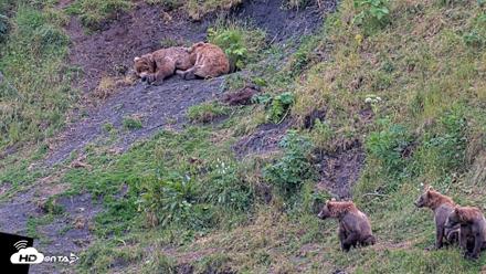 Kodiak Alaska Brown Bears Live Webcam - Aug 5, 2026, 8:53pm AKDT