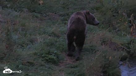 Kodiak Alaska Brown Bears Live Webcam - Aug 21, 2026, 6:42am AKDT