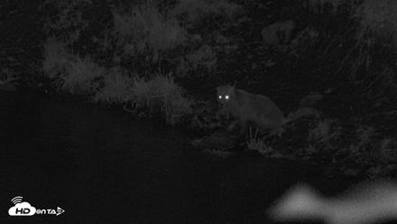 Kodiak Alaska Brown Bears Live Webcam - Aug 19, 2026, 10:21pm AKDT