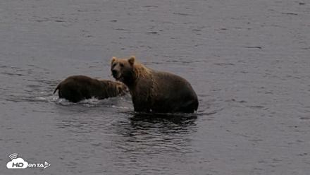 Kodiak Alaska Brown Bears Live Webcam - Aug 17, 2026, 8:51pm AKDT