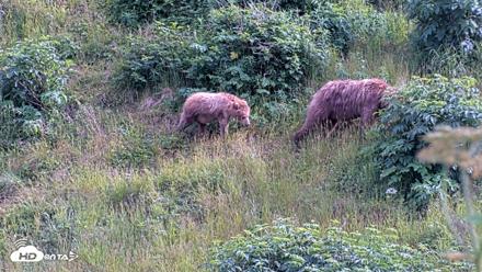 Kodiak Alaska Brown Bears Live Webcam - Aug 1, 2026, 6:13pm AKDT