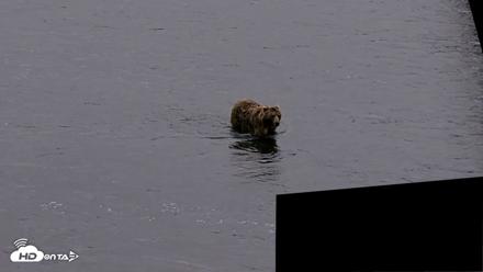 Kodiak Alaska Brown Bears Live Webcam - Aug 2, 2026, 10:26pm AKDT