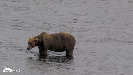 Kodiak Alaska Brown Bears Live Webcam - Aug 10, 2026, 9:03pm AKDT