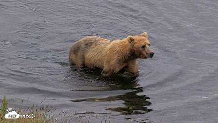 Kodiak Alaska Brown Bears Live Webcam - Aug 5, 2026, 7:08am AKDT