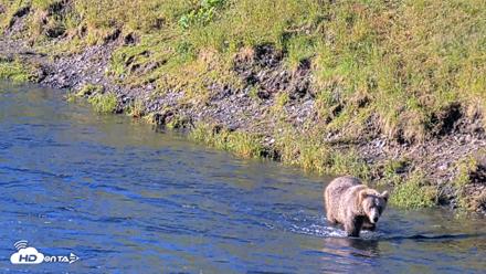 Kodiak Alaska Brown Bears Live Webcam - Jul 31, 2026, 8:58am AKDT