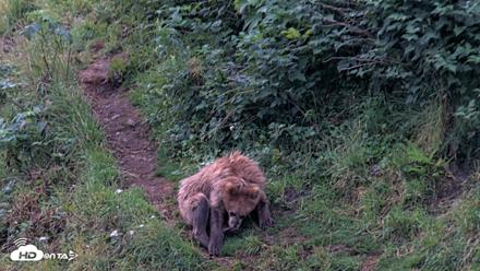 Kodiak Alaska Brown Bears Live Webcam - Aug 12, 2026, 7:10am AKDT