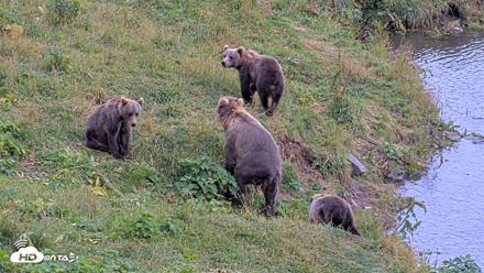 Kodiak Alaska Brown Bears Live Webcam - Aug 18, 2026, 4:14pm AKDT