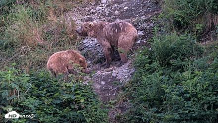 Kodiak Alaska Brown Bears Live Webcam - Aug 8, 2026, 10:19pm AKDT