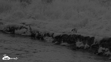 Kodiak Alaska Brown Bears Live Webcam - Aug 18, 2026, 10:10pm AKDT