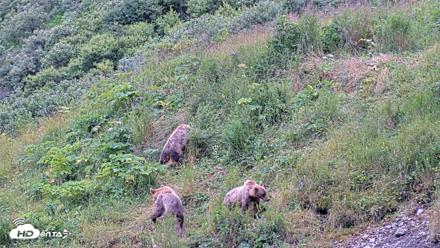 Kodiak Alaska Brown Bears Live Webcam - Aug 6, 2026, 10:05am AKDT