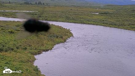 Kodiak Alaska Brown Bears Live Webcam - Aug 19, 2026, 7:16pm AKDT
