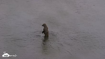 Kodiak Alaska Brown Bears Live Webcam - Aug 4, 2026, 7:20am AKDT