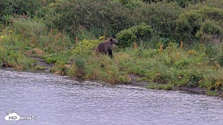 Kodiak Alaska Brown Bears Live Webcam - Aug 22, 2026, 7:11pm AKDT
