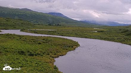 Kodiak Alaska Brown Bears Live Webcam - Aug 6, 2026, 12:28pm AKDT