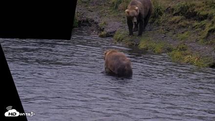 Kodiak Alaska Brown Bears Live Webcam - Aug 4, 2026, 6:58am AKDT