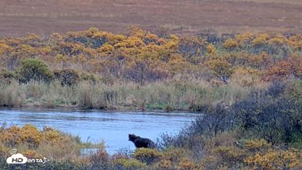 Kodiak Alaska Brown Bears Live Webcam - Oct 6, 2026, 4:02pm AKDT