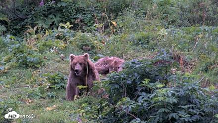 Kodiak Alaska Brown Bears Live Webcam - Aug 19, 2026, 7:39pm AKDT