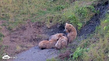 Kodiak Alaska Brown Bears Live Webcam - Jul 30, 2026, 10:03pm AKDT