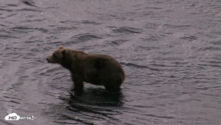 Kodiak Alaska Brown Bears Live Webcam - Aug 13, 2026, 6:31am AKDT
