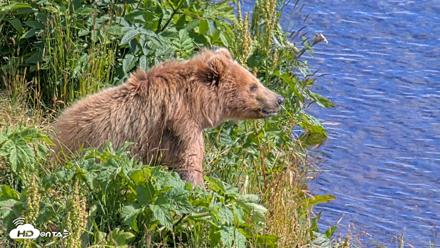 Kodiak Alaska Brown Bears Live Webcam - Aug 2, 2026, 4:30pm AKDT
