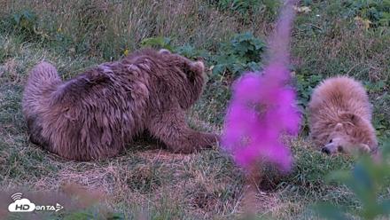 Kodiak Alaska Brown Bears Live Webcam - Aug 11, 2026, 10:13pm AKDT