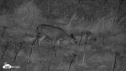 Kodiak Alaska Brown Bears Live Webcam - Oct 7, 2026, 10:52pm AKDT