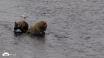 Kodiak Alaska Brown Bears Live Webcam - Aug 14, 2026, 10:54am AKDT