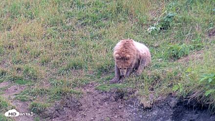 Kodiak Alaska Brown Bears Live Webcam - Aug 2, 2026, 7:48pm AKDT