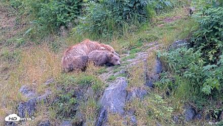 Kodiak Alaska Brown Bears Live Webcam - Aug 9, 2026, 5:05pm AKDT