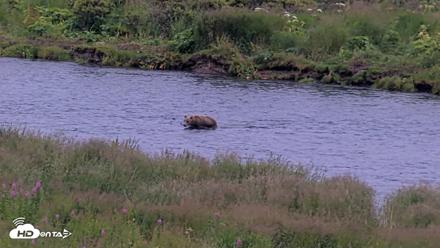 Kodiak Alaska Brown Bears Live Webcam - Aug 9, 2026, 9:39pm AKDT
