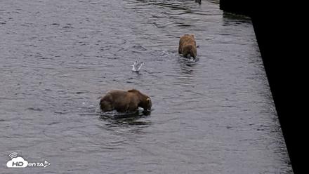 Kodiak Alaska Brown Bears Live Webcam - Aug 3, 2026, 6:40am AKDT