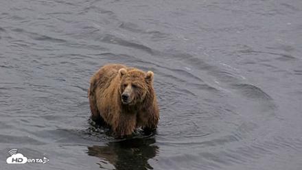 Kodiak Alaska Brown Bears Live Webcam - Aug 5, 2026, 7:05am AKDT