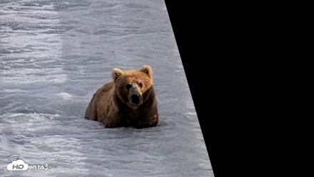 Kodiak Alaska Brown Bears Live Webcam - Jul 25, 2026, 6:05pm AKDT