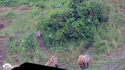 Kodiak Alaska Brown Bears Live Webcam - Jul 30, 2026, 9:37pm AKDT