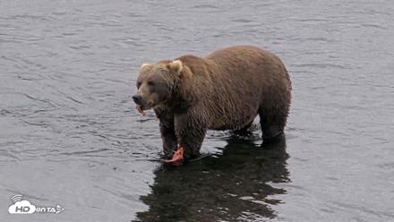 Kodiak Alaska Brown Bears Live Webcam - Aug 18, 2026, 4:58pm AKDT