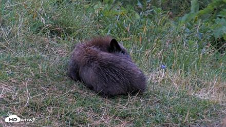 Kodiak Alaska Brown Bears Live Webcam - Aug 6, 2026, 6:39am AKDT